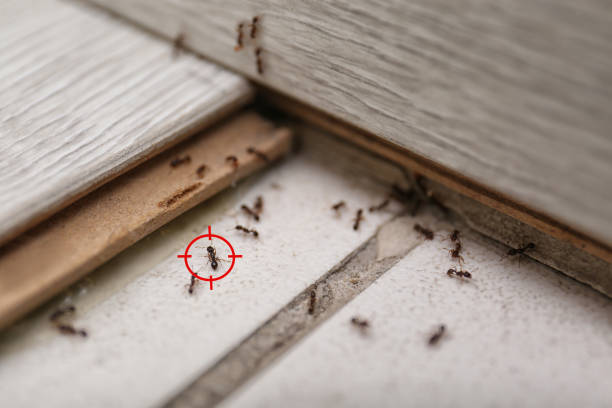 Best Termite Control Services  in North East, MD